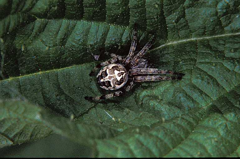 Larinioides_cornutus_P1060_Z_75_Les Gris_Frankrijk.jpg